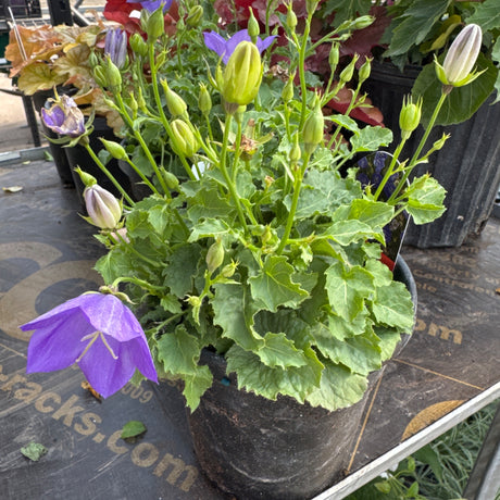 A potted Rapido Blue Carpathian Bellflower plant features numerous green buds and vibrant purple bell