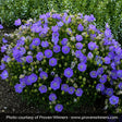 Rapido Blue Carpathian Bellflower - Nature Hills Nursery - #1 Container - 
