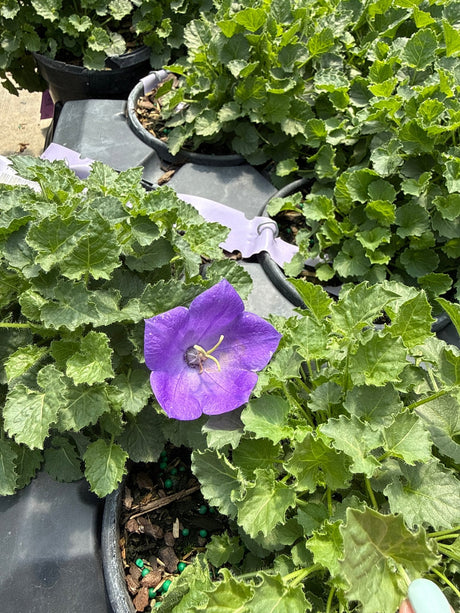 Rapido Blue Carpathian Bellflower displaying a single open purple bloom with yellow stamens among scalloped green foliage in a nursery container.