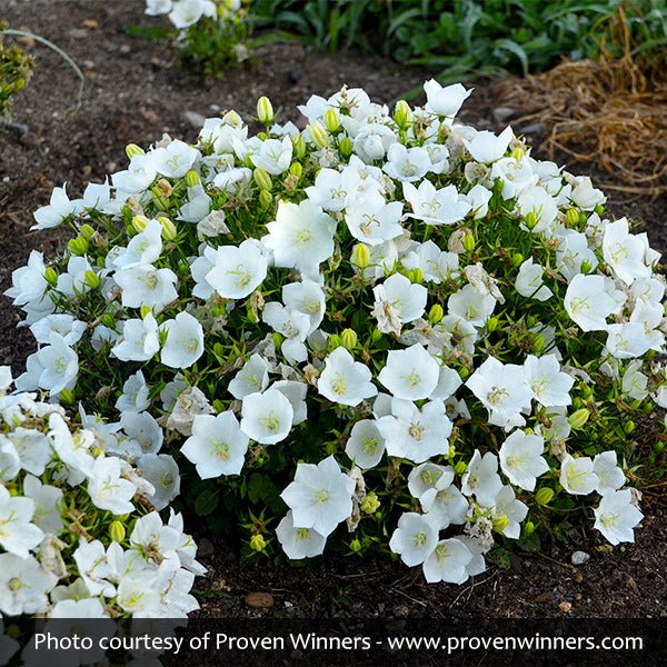 Rapido White Carpathian Bellflower - Nature Hills Nursery - #1 Container - 