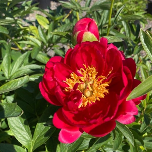 Raspberry Charm Peony - Nature Hills Nursery - #3 Container - 