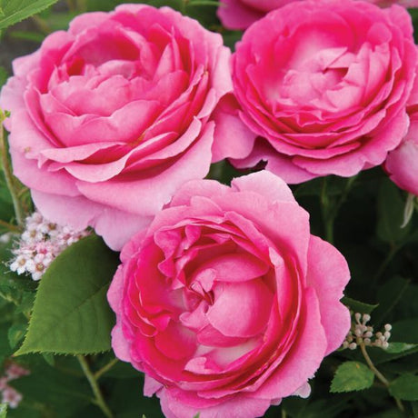 Raspberry Cupcake™ Hybrid Tea Rose - Rose - Nature Hills Nursery - 3 Container - 
