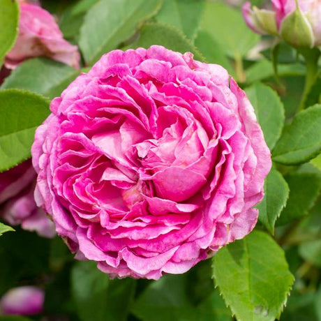 Raspberry Cupcake&trade; Hybrid Tea Rose - Nature Hills Nursery - #3 Container - 