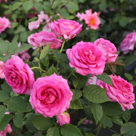 Raspberry Cupcake&trade; Hybrid Tea Rose - Nature Hills Nursery - #3 Container - 