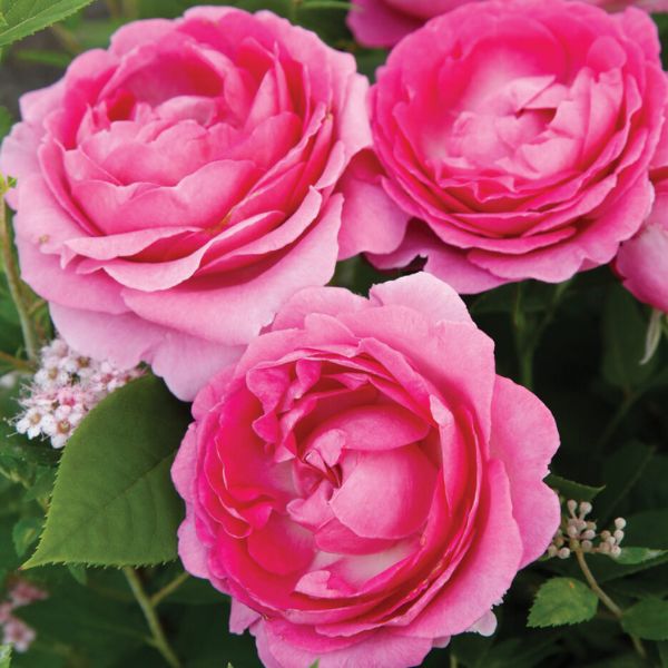 Raspberry Cupcake&trade; Hybrid Tea Rose - Nature Hills Nursery - #3 Container - 