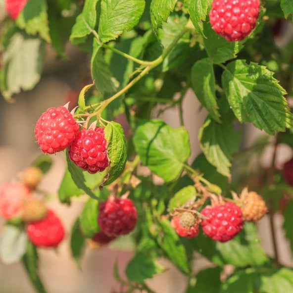 Close-up of white rubus flowers on Heritage Raspberry Bush.