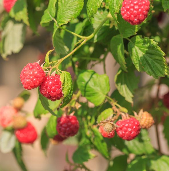 Close-up of white rubus flowers on Heritage Raspberry Bush.