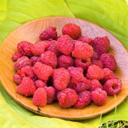 Deciduous foliage of Heritage Raspberry Bush (Rubus idaeus var. strigosus 'Heritage') in a garden setting.
