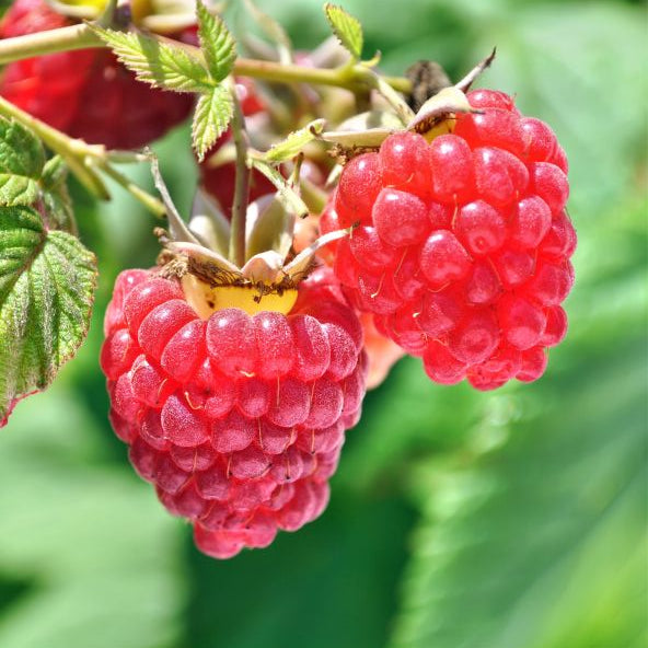 Heritage Raspberry Bush (Rubus idaeus var. strigosus 'Heritage'), a shrub featuring white flowers and deciduous.