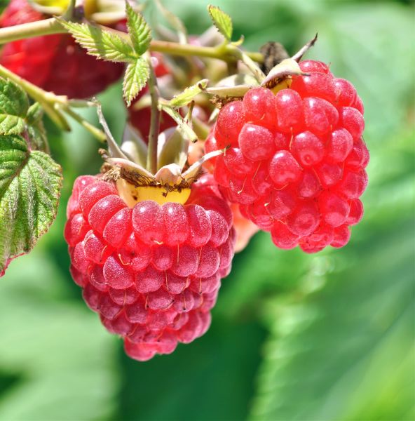 Heritage Raspberry Bush (Rubus idaeus var. strigosus 'Heritage'), a shrub featuring white flowers and deciduous.