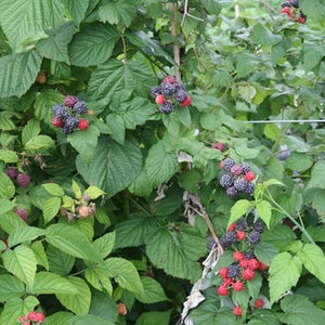 Deciduous foliage of Jewel Raspberry Bush (Rubus idaeus 'Jewel') in a garden setting.