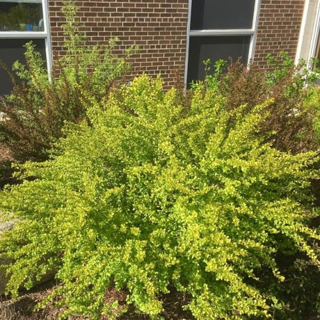 Raspberry Lemonade™ Ninebark - Nature Hills Nursery - #3 Container - 