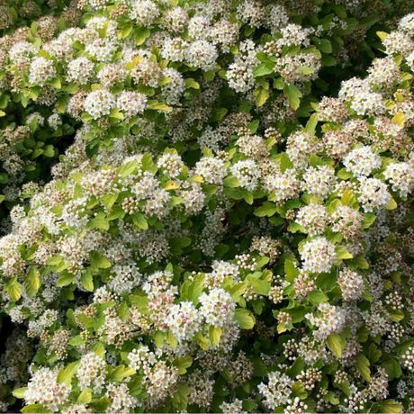 Raspberry Lemonade™ Ninebark - Nature Hills Nursery - #3 Container - 