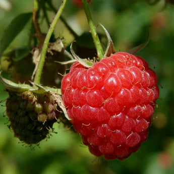 Raspberry Plants for Sale | Sweet Homegrown Berries
