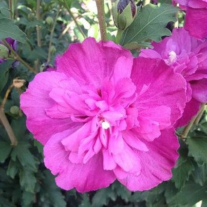 Raspberry Smoothie&trade; Rose of Sharon Shrub