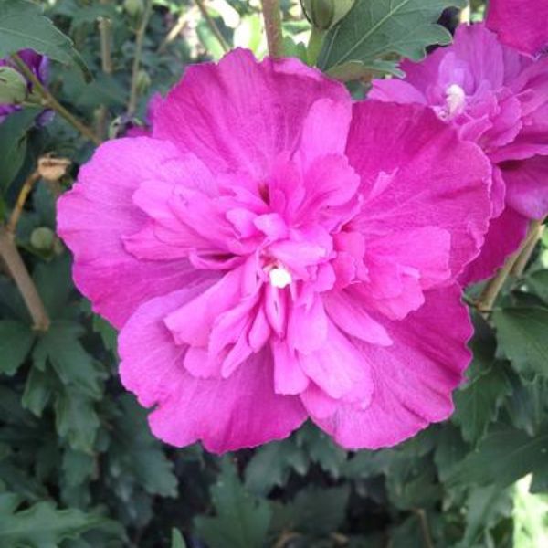 Raspberry Smoothie Rose of Sharon Bloom