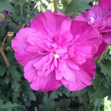 Raspberry Smoothie Rose of Sharon Bloom