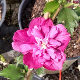 Raspberry Smoothie Rose Of Sharon Potted