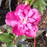 Raspberry Smoothie&trade; Rose of Sharon Shrub