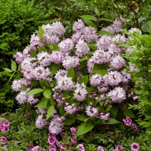 Deciduous foliage of Raspberry Sundae Deutzia (Deutzia x 'Raspberry Sundae' PP30,793) in a garden setting.