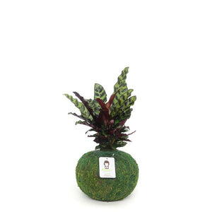 Rattlesnake Plant kokedama with patterned green and burgundy foliage growing from a round moss ball base.