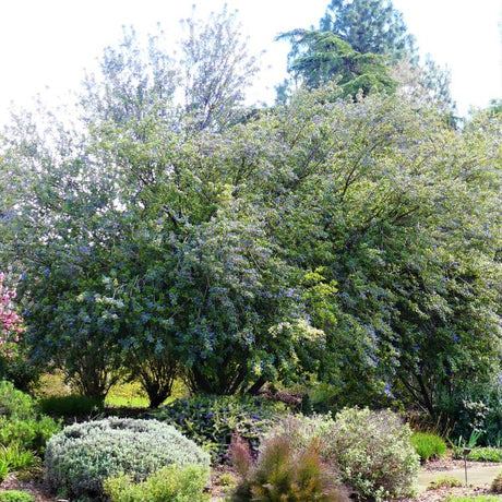 Ray Hartman California Lilac - Nature Hills Nursery - #1 Container - 