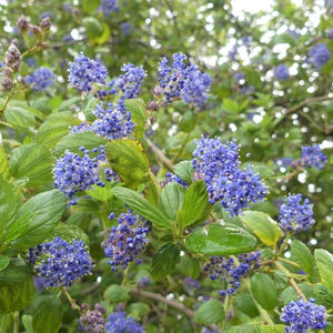 Ray Hartman California Lilac - Nature Hills Nursery - #1 Container - 