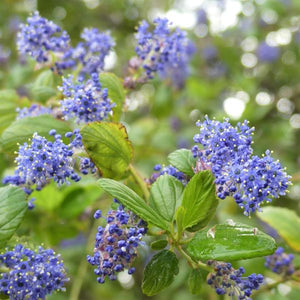 Ray Hartman California Lilac - Nature Hills Nursery - #1 Container - 