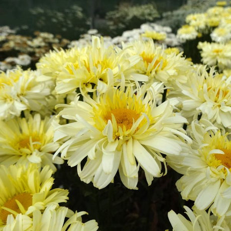 REALFLOR® Real Charmer Shasta Daisy - Perennial - Nature Hills Nursery - 1 Container - 