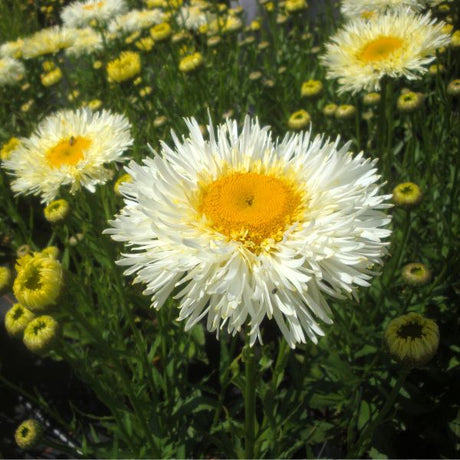 REALFLOR® Real Galaxy Shasta Daisy - Perennial - Nature Hills Nursery - 1 Container - 