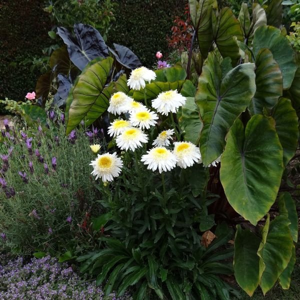 REALFLOR® Real Glory Shasta Daisy - Perennial - Nature Hills Nursery - 1 Container - 