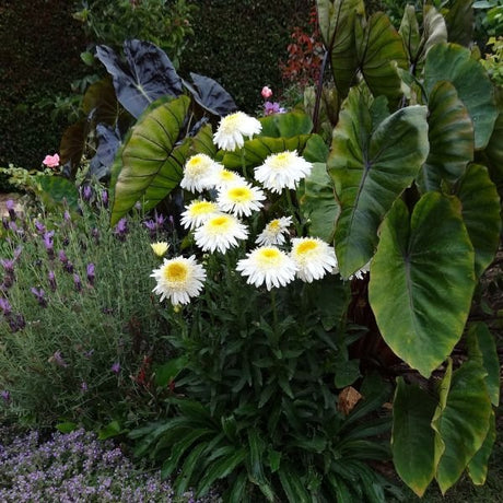 REALFLOR® Real Glory Shasta Daisy - Perennial - Nature Hills Nursery - 1 Container - 