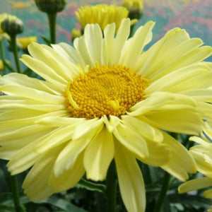 REALFLOR® Real Sunbeam Shasta Daisy - Perennial - Nature Hills Nursery - 1 Container - 