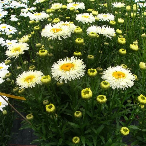 REALFLOR&reg; Real Galaxy Shasta Daisy - Nature Hills Nursery - #1 Container - 