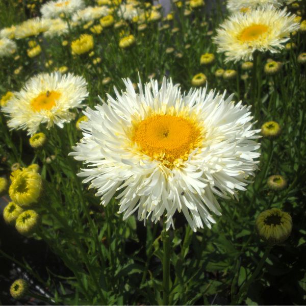 REALFLOR&reg; Real Galaxy Shasta Daisy - Nature Hills Nursery - #1 Container - 