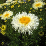 REALFLOR&reg; Real Galaxy Shasta Daisy - Nature Hills Nursery - #1 Container - 