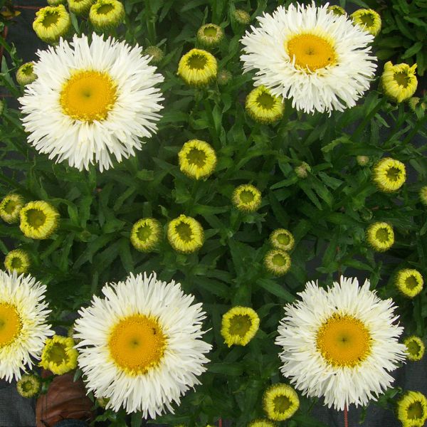 REALFLOR&reg; Real Galaxy Shasta Daisy - Nature Hills Nursery - #1 Container - 