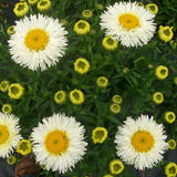 REALFLOR&reg; Real Galaxy Shasta Daisy - Nature Hills Nursery - #1 Container - 