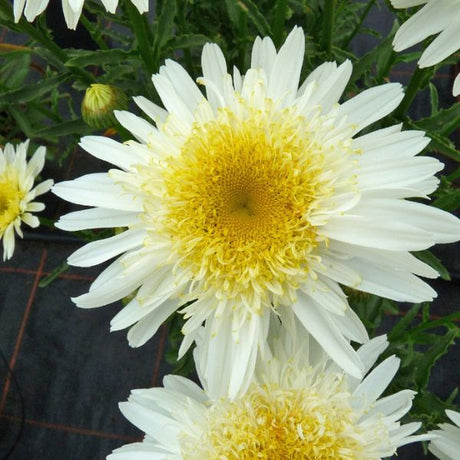REALFLOR&reg; Real Glory Shasta Daisy - Nature Hills Nursery - #1 Container - 