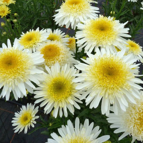 REALFLOR&reg; Real Glory Shasta Daisy - Nature Hills Nursery - #1 Container - 