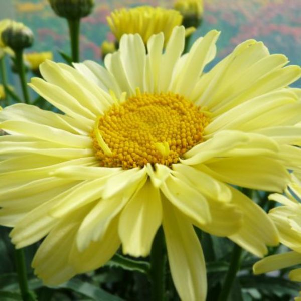 REALFLOR&reg; Real Sunbeam Shasta Daisy - Nature Hills Nursery - #1 Container - 