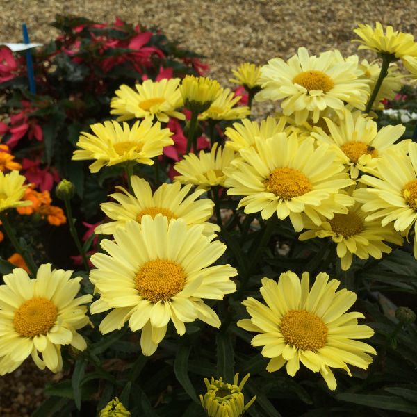 REALFLOR&reg; Real Sunbeam Shasta Daisy - Nature Hills Nursery - #1 Container - 