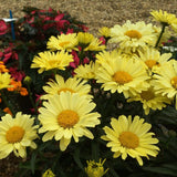 REALFLOR&reg; Real Sunbeam Shasta Daisy - Nature Hills Nursery - #1 Container - 