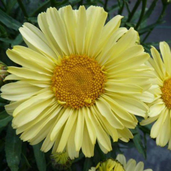 REALFLOR&reg; Real Sunbeam Shasta Daisy - Nature Hills Nursery - #1 Container - 