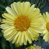 REALFLOR&reg; Real Sunbeam Shasta Daisy - Nature Hills Nursery - #1 Container - 