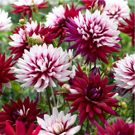 Rebecca's World Dahlia - Nature Hills Nursery - 5 Pack Bulbs - 