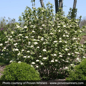 Close-up of white viburnum flowers on Red Balloon™ Viburnum blooming in late spring.