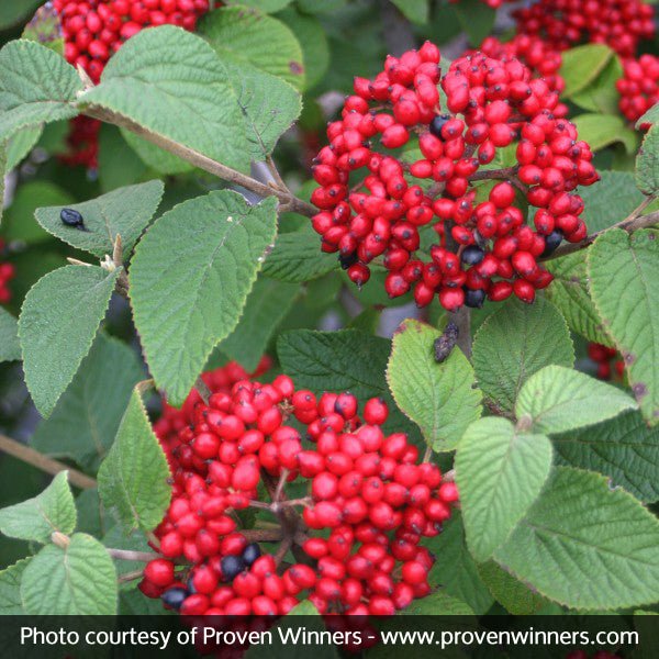 Deciduous foliage of Red Balloon™ Viburnum (Viburnum x rhytidophylloides 'Redell') in a garden setting.
