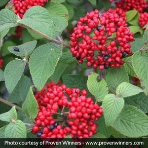 Deciduous foliage of Red Balloon™ Viburnum (Viburnum x rhytidophylloides 'Redell') in a garden setting.