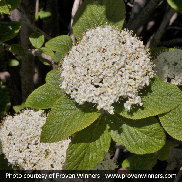 Red Balloon™ Viburnum (Viburnum x rhytidophylloides 'Redell') growing in a garden landscape, showing mature shrub form.